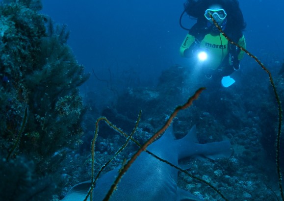 Birdwatching nos ilhéus Raso e Branco